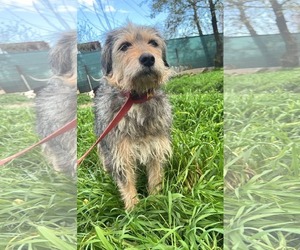 Mutt Dogs for adoption in Rockaway, NJ, USA