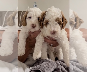 Australian Labradoodle Puppy for sale in SALEM, VA, USA