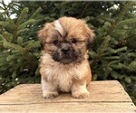 Small #2 Shih Tzu