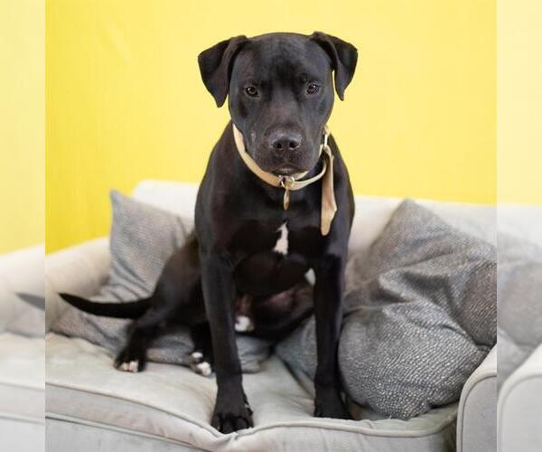 Medium Photo #1 American Pit Bull Terrier-Labrador Retriever Mix Puppy For Sale in Belleville, IL, USA