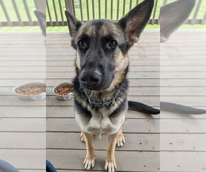 German Shepherd Dog Dogs for adoption in Aurora, IN, USA