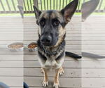 Small German Shepherd Dog