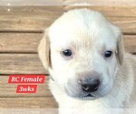 Puppy Yellow RC Labrador Retriever