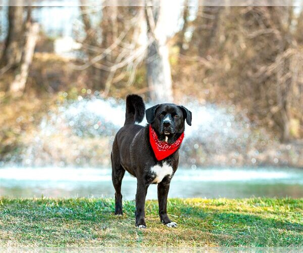 Medium Photo #7 Labrador Retriever-Unknown Mix Puppy For Sale in Unionville, PA, USA