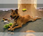 Small #4 Labrador Retriever Mix