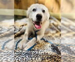 Small #1 Great Pyrenees