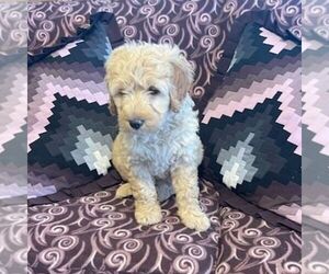 Goldendoodle (Miniature) Puppy for sale in ROCKVILLE, IN, USA