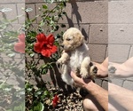 Small Photo #18 Golden Retriever Puppy For Sale in PEORIA, AZ, USA