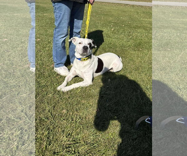 Medium Photo #16 American Pit Bull Terrier-Unknown Mix Puppy For Sale in Grafton, WI, USA