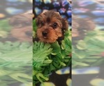 Small Photo #9 Yorkshire Terrier Puppy For Sale in AKRON, OH, USA