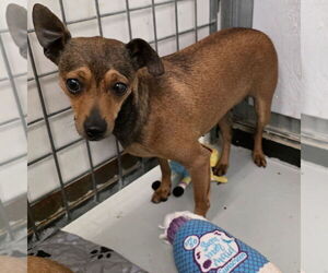 Rat Terrier-Unknown Mix Dogs for adoption in Chico, CA, USA