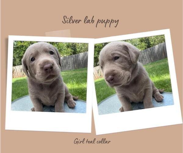 Medium Photo #1 Labrador Retriever Puppy For Sale in SIOUX FALLS, SD, USA