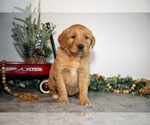 Puppy Frankie Golden Retriever