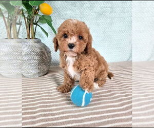Cavapoo (Standard) Puppy for sale in GREENFIELD, IN, USA