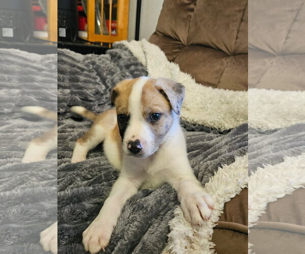 Medium Photo #3 Australian Shepherd-Great Dane Mix Puppy For Sale in Rockaway, NJ, USA