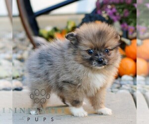 Pomeranian Puppy for sale in MANHEIM, PA, USA