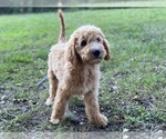 Small Photo #14 Goldendoodle Puppy For Sale in CANON, GA, USA