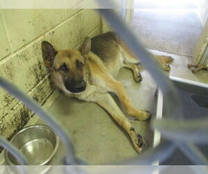 German Shepherd Dog Dogs for adoption in Ocala, FL, USA