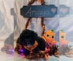 Small Photo #5 Aussiedoodle-Poodle (Miniature) Mix Puppy For Sale in REEDS SPRING, MO, USA