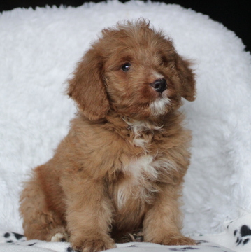 Medium Photo #1 Bernedoodle-Poodle (Miniature) Mix Puppy For Sale in GAP, PA, USA