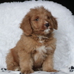 Small Photo #1 Bernedoodle-Poodle (Miniature) Mix Puppy For Sale in GAP, PA, USA