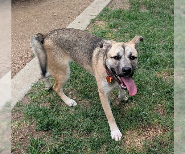 Medium Photo #2 German Shepherd Dog-Unknown Mix Puppy For Sale in Plano, TX, USA