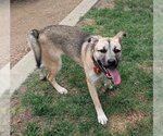 Small #1 German Shepherd Dog Mix