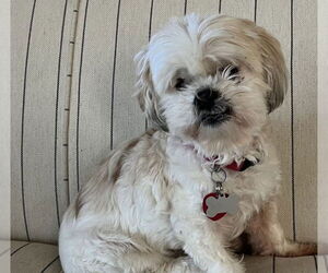 Havanese Dogs for adoption in Olalla, WA, USA