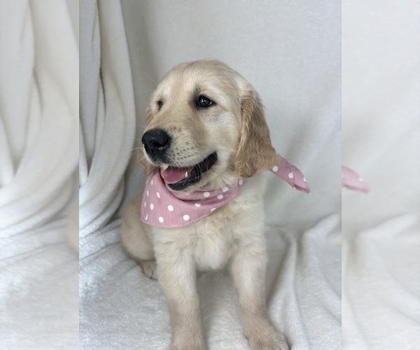 Medium Photo #3 English Cream Golden Retriever Puppy For Sale in GREENFIELD, IN, USA