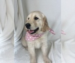 Small #2 English Cream Golden Retriever