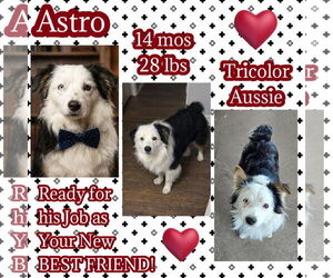 Australian Shepherd Dogs for adoption in Dallas, TX, USA