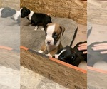 Small Photo #10 Boxer Puppy For Sale in BAKERSFIELD, CA, USA