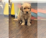Small #5 Golden Retriever