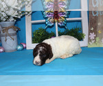 Small Photo #6 Poodle (Standard) Puppy For Sale in CHANUTE, KS, USA