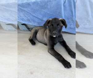 Labsky Dogs for adoption in Springdale, PA, USA