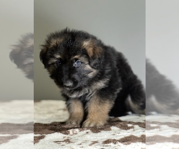Medium Photo #1 German Shepherd Dog Puppy For Sale in AUSTIN, IN, USA