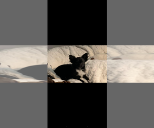 Father of the Chihuahua puppies born on 03/21/2025