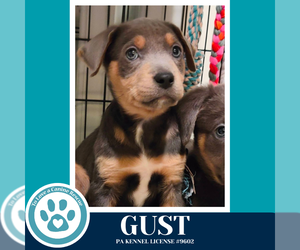 Labrador Retriever-Unknown Mix Dogs for adoption in Kimberton, PA, USA