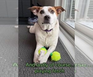 Boochie TX - Female Mutt Dog for Adoption - Photo #8