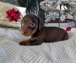Small #2 Dachshund