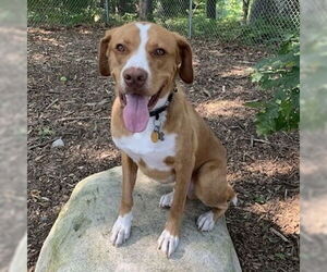 Saint Bernard-Unknown Mix Dogs for adoption in Boston, MA, USA