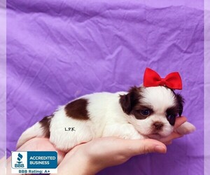 Shih Tzu Puppy for sale in WINNSBORO, LA, USA