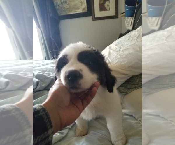 Medium Photo #1 Saint Bernard Puppy For Sale in WILLIAMSBURG, CO, USA