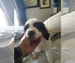 Small Photo #1 Saint Bernard Puppy For Sale in WILLIAMSBURG, CO, USA