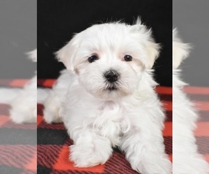 Maltese Puppy for sale in LOWELL, MA, USA