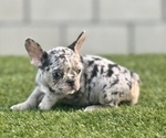 Small Photo #1 French Bulldog Puppy For Sale in N HOLLYWOOD, CA, USA