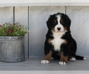 Bernese Mountain Dog Puppy for sale in FREDERICKSBURG, OH, USA