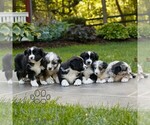 Small #1 Miniature Australian Shepherd