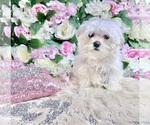 Small Photo #83 Maltese Puppy For Sale in HAYWARD, CA, USA