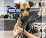 Small #1 Chihuahua Mix